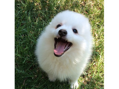 Cuccioli volpino italiano