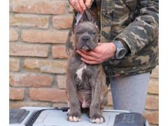 Cane Corso cuccioli in vendita
