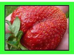 Fragole giganti