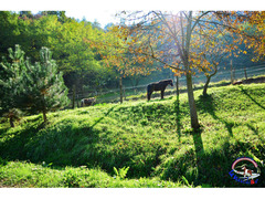 PENSIONE CAVALLI E PONY - La Valle del Bò