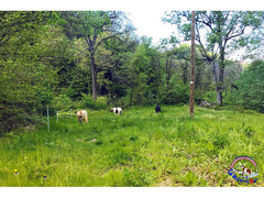 PENSIONE CAVALLI E PONY - La Valle del Bò