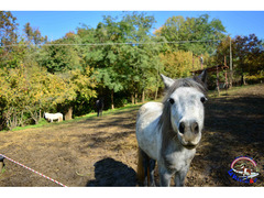 PENSIONE CAVALLI E PONY - La Valle del Bò