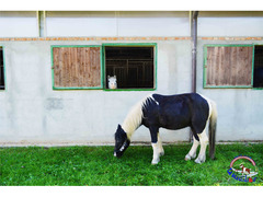 PENSIONE CAVALLI E PONY - La Valle del Bò