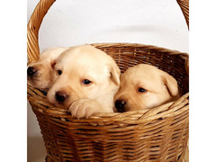 Cuccioli labrador