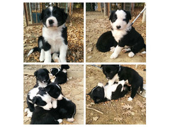 Border collie cuccioli