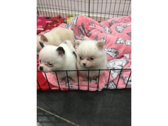 Cuccioli Volpino mini pomeranian 4 regalo di San Valentino disponibile