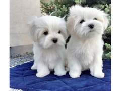 Cuccioli maltesi eccezionali