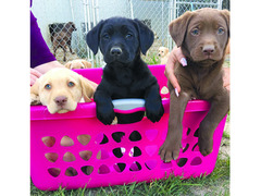 Cuccioli Labrador maschi e femmine disponibili